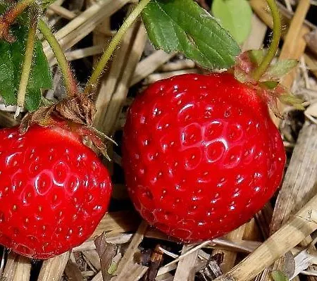 Prázdninový dům Marsch Auf Foehr *